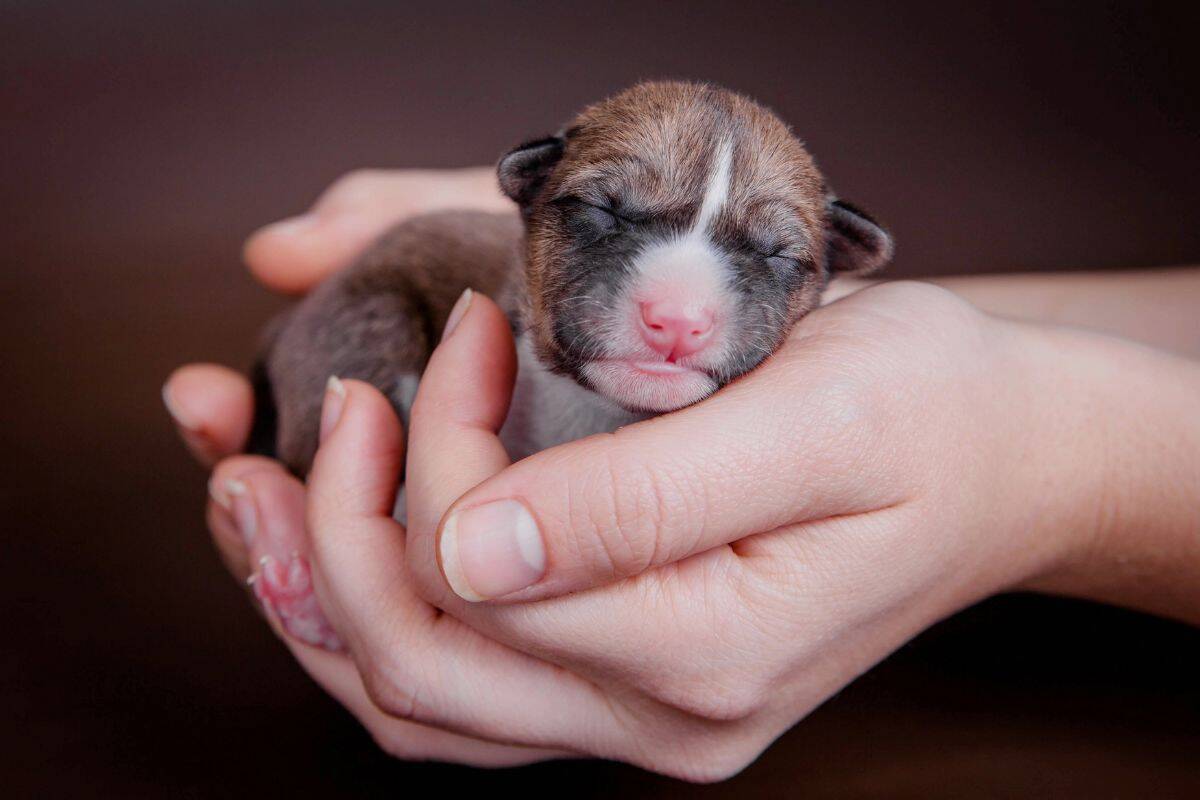 Newborn puppy with eyes closed being gently held in hands.