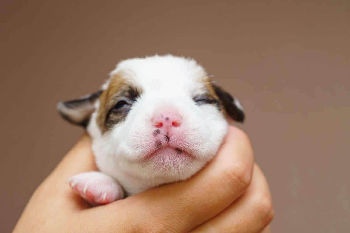 Close-up of a newborn puppy with eyes barely open being gently held in a hand.