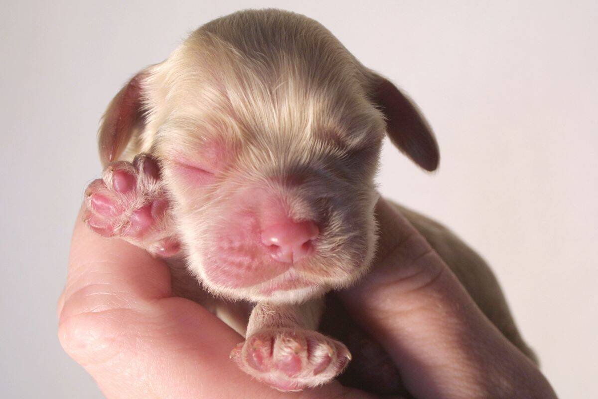 Newborn puppy with closed eyes being gently held in a person’s hand.