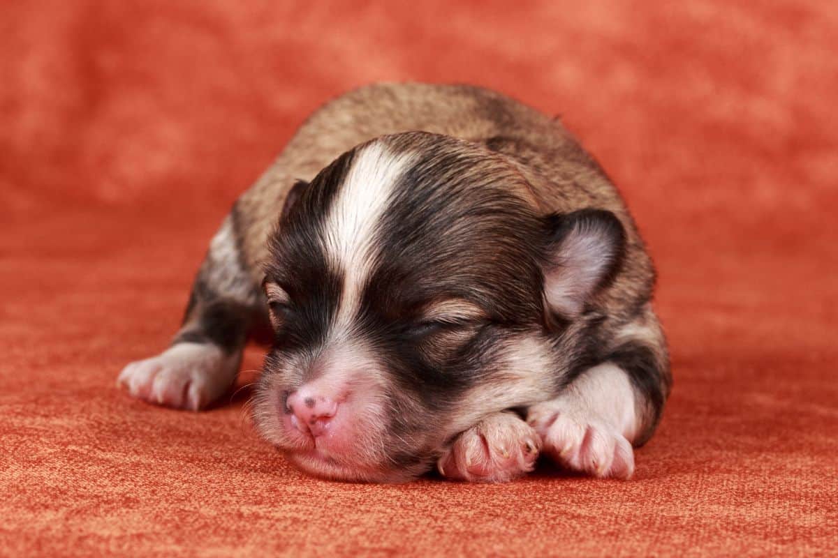 Newborn puppy with eyes closed sleeping on an orange surface.
