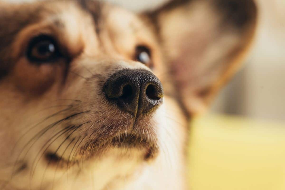 Close-up of a dog’s nose and whiskers with blurred background.