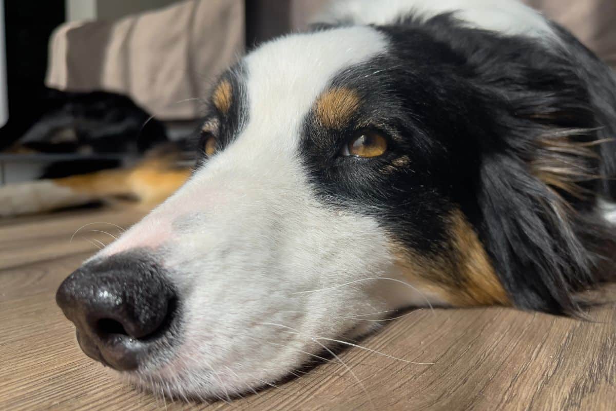 Close-up of a dog resting its head on the floor with visible whiskers.