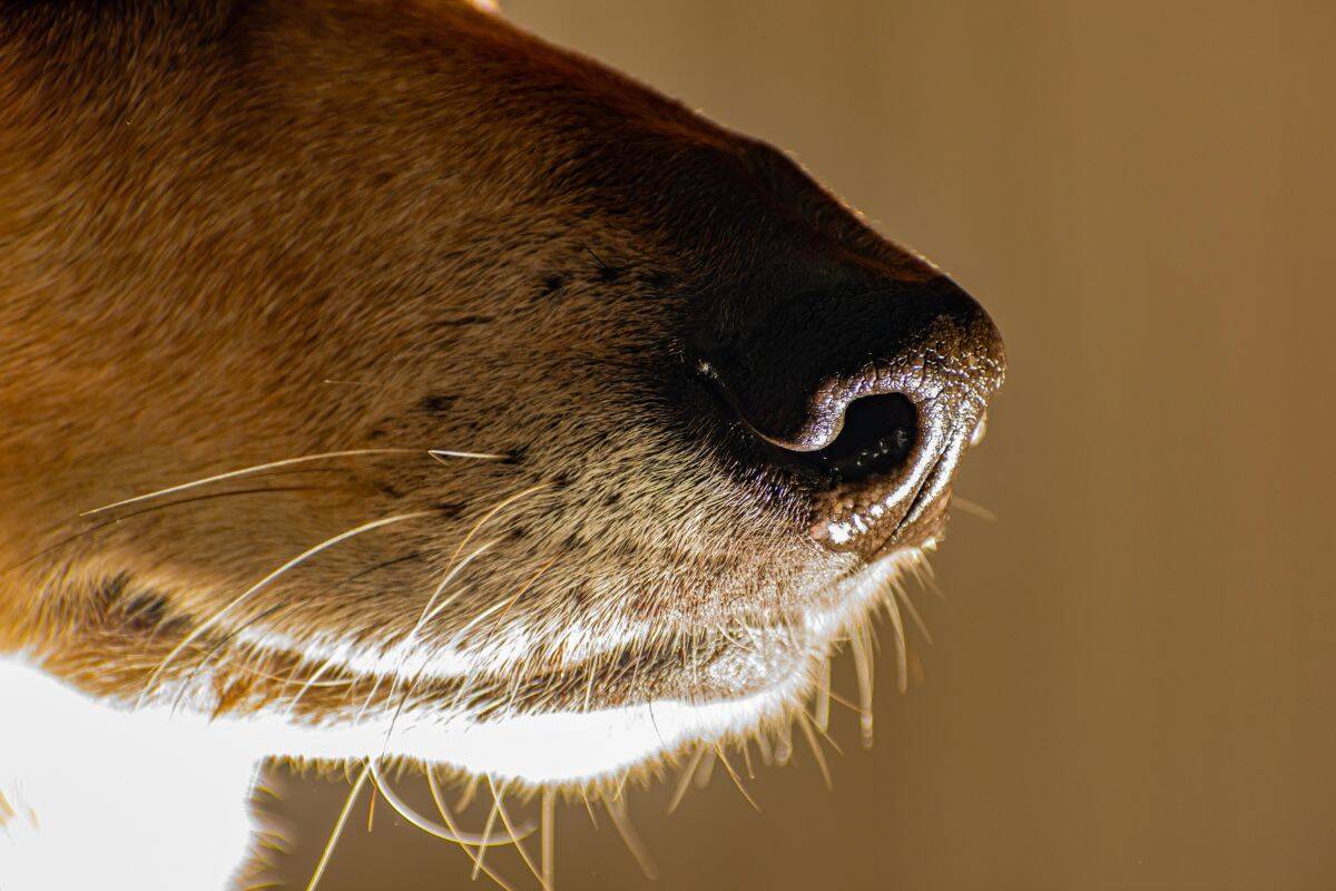 Close-up of a dog’s snout showing whiskers and nose.