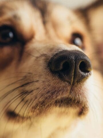 Close-up of a dog’s snout highlighting its whiskers against a soft blurred background.