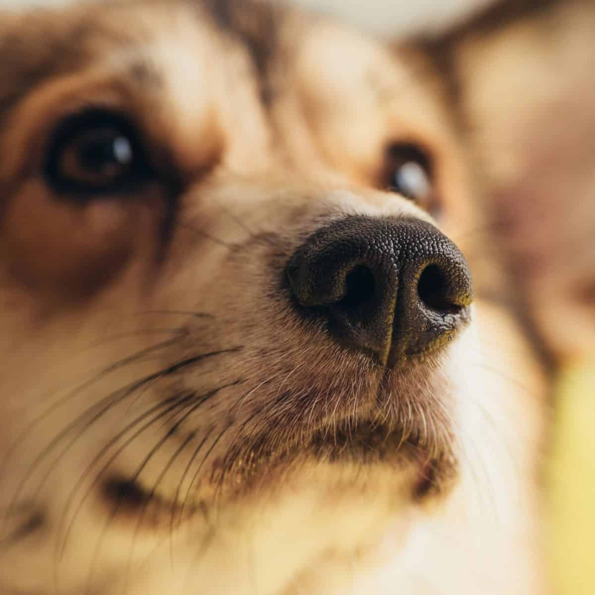 Close-up of a dog’s snout highlighting its whiskers against a soft blurred background.