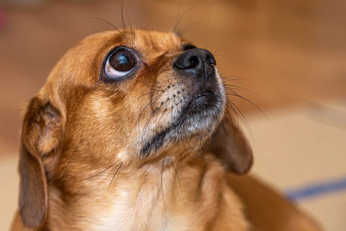 Close-up of a small brown dog with visible whiskers looking upward.