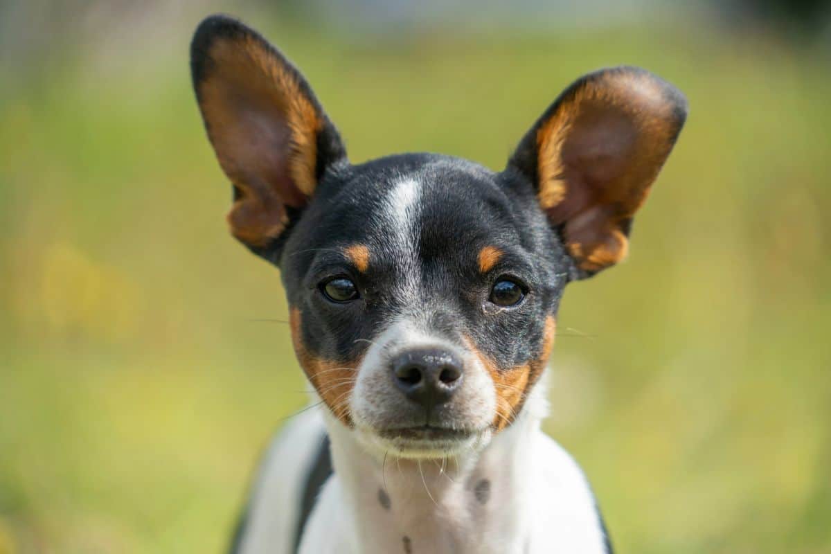 Close-up of a small dog’s face with visible whiskers and upright ears.