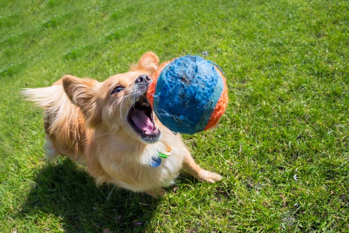 Small dog jumping to catch a ball on grass.