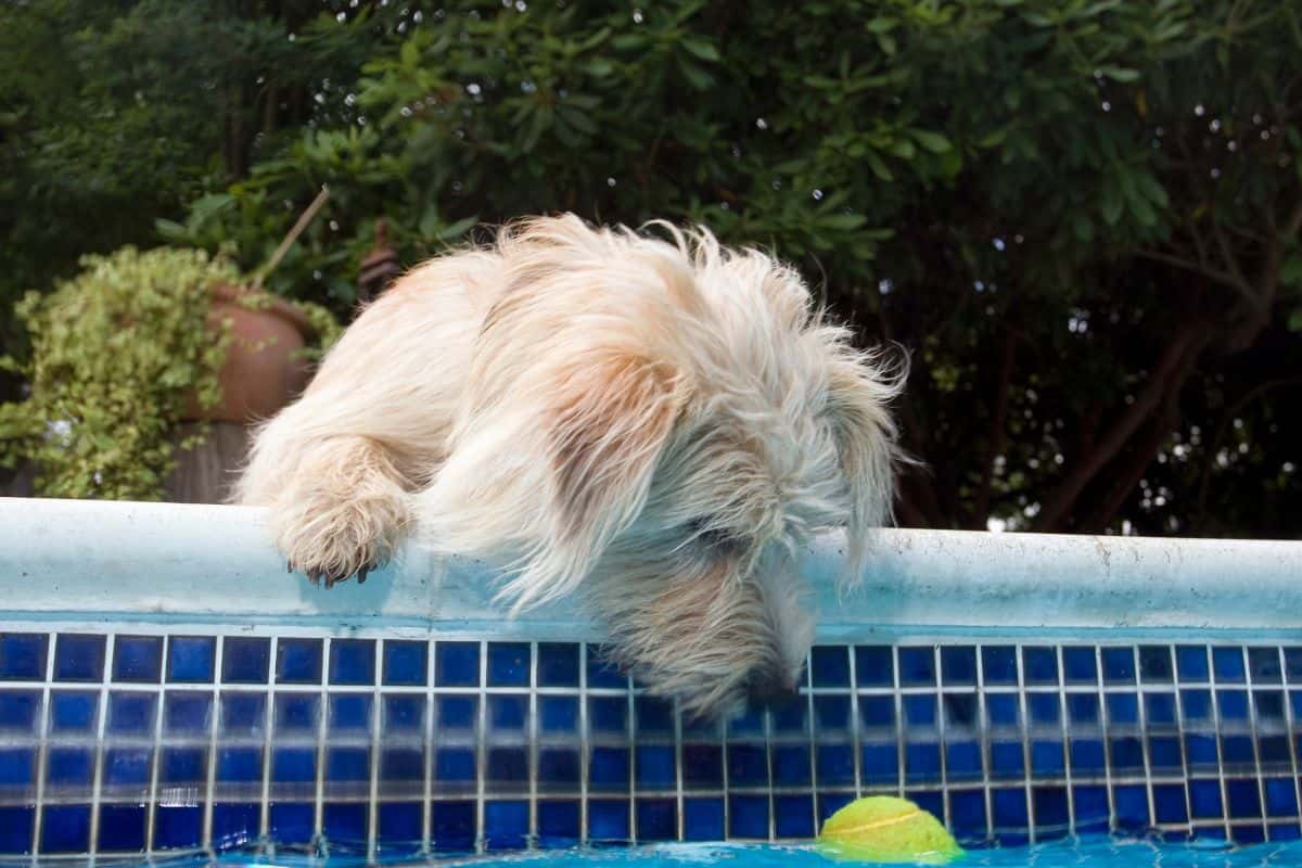 Dog leaning over a pool edge looking at a floating tennis ball.