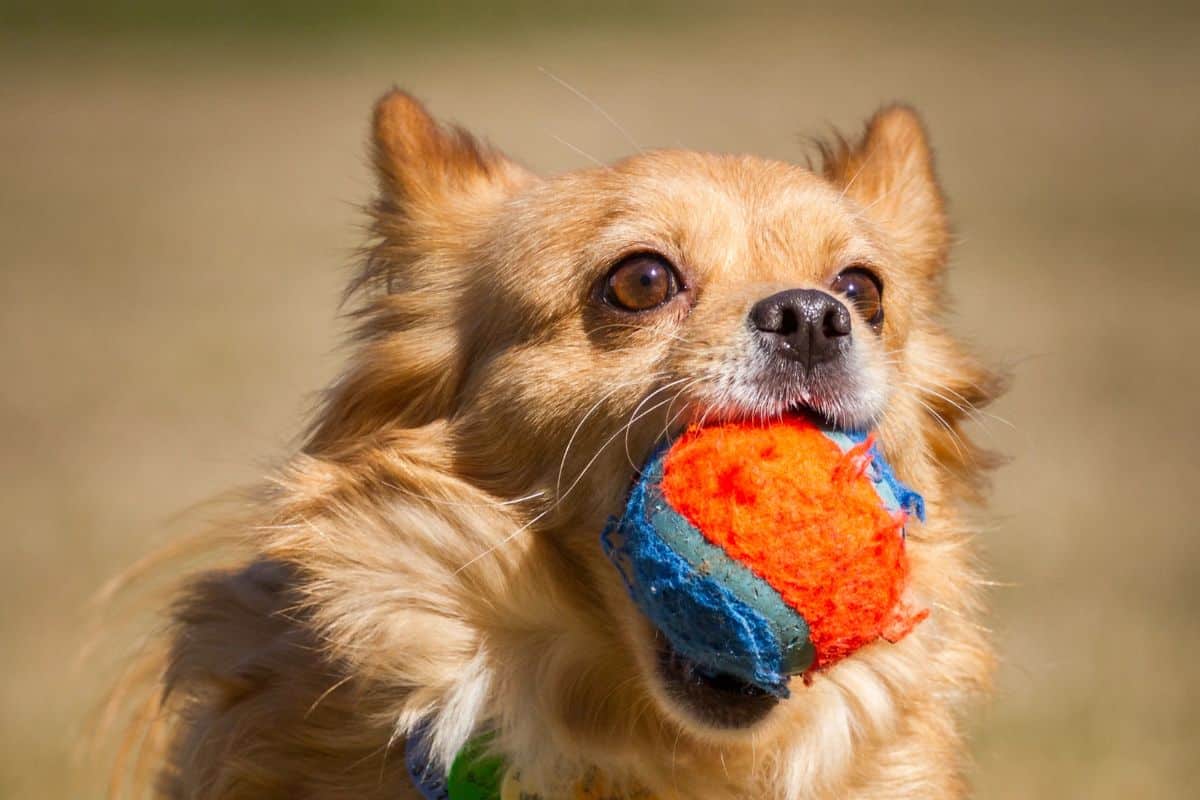 Small dog running with a colorful ball in its mouth.
