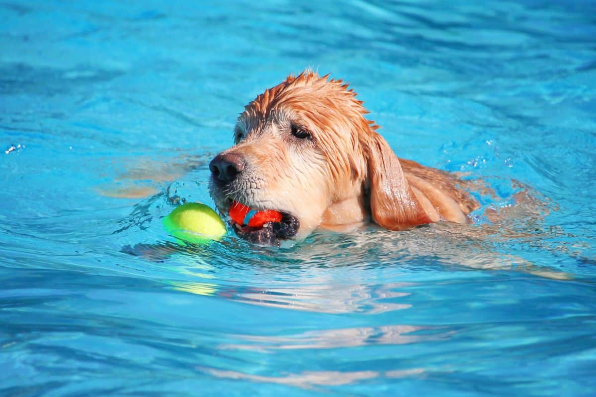 Dog swimming in a pool while holding a tennis ball.