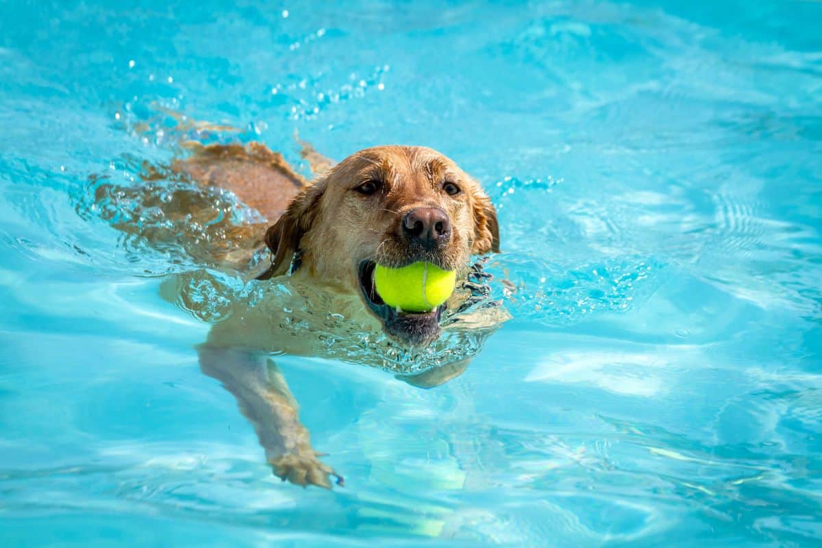 Dog swimming in water while holding a tennis ball in its mouth.
