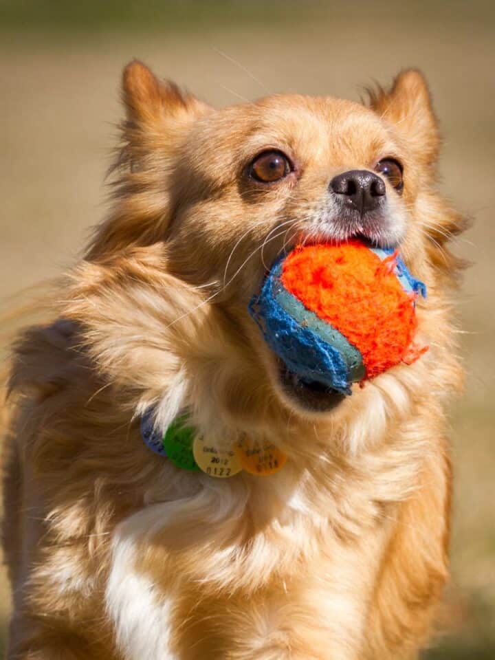 A small dog runs while carrying a colorful ball in its mouth.