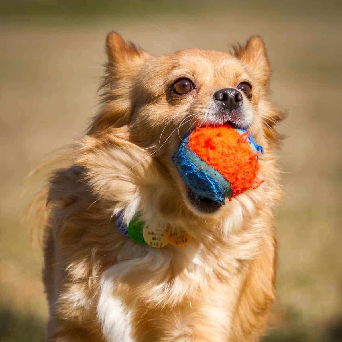 A small dog runs while carrying a colorful ball in its mouth.