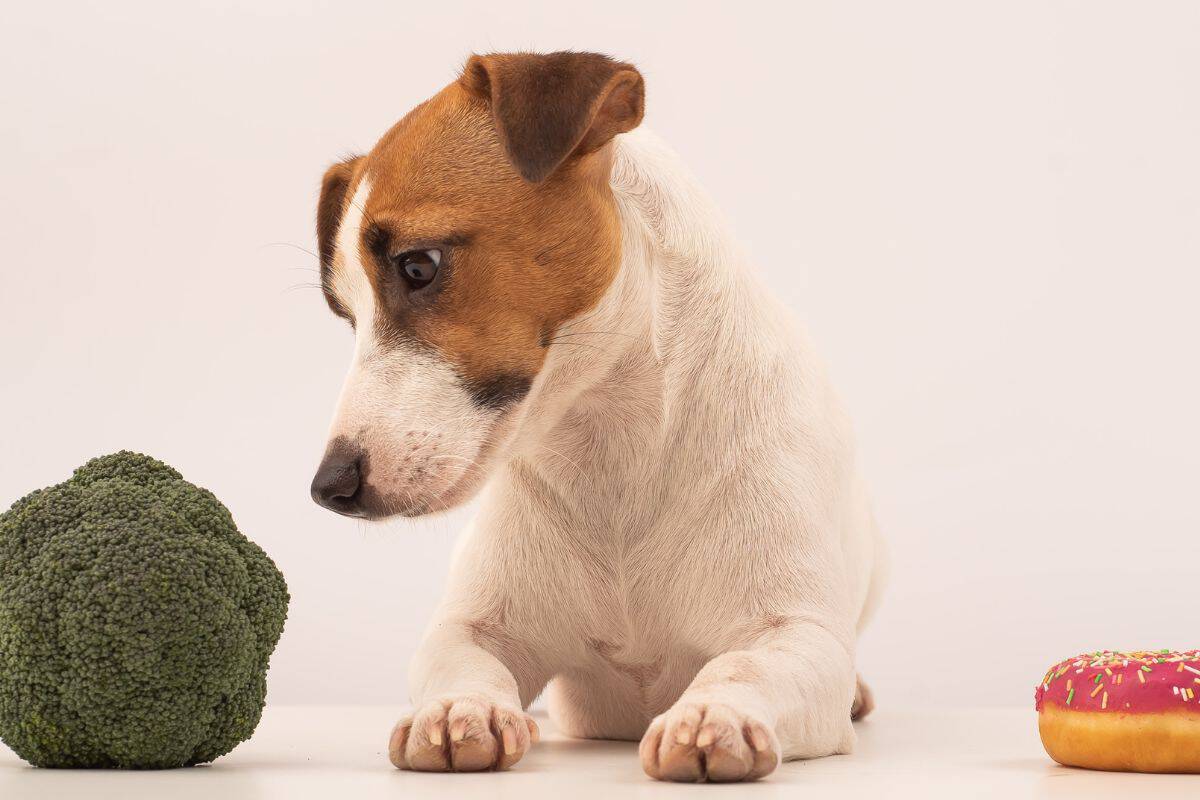 Dog looking at broccoli beside a pink frosted donut.
