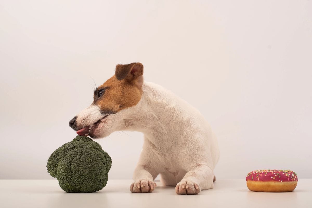 Dog eating broccoli beside a pink frosted donut.