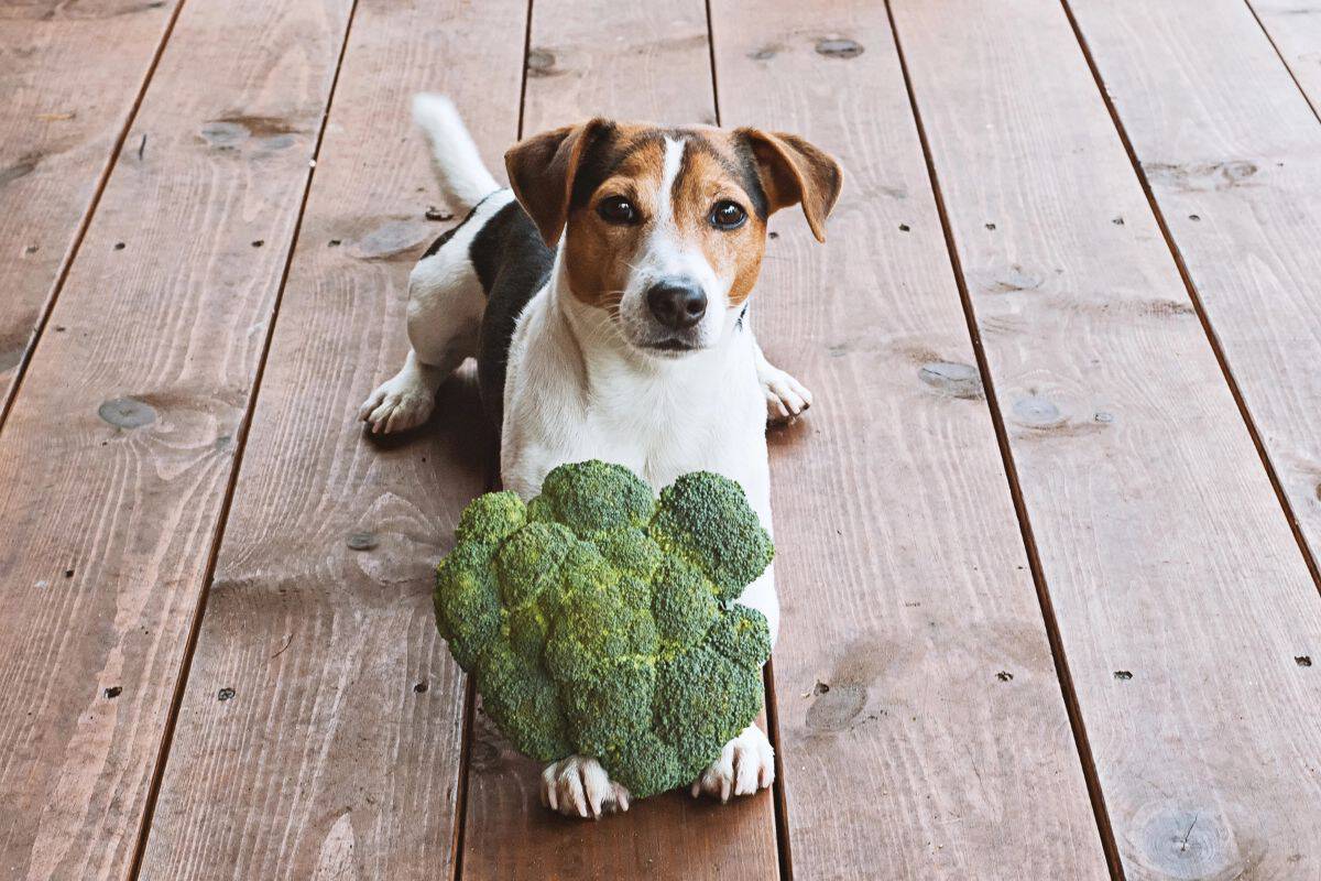 Dog lying on a wooden floor beside fresh broccoli.