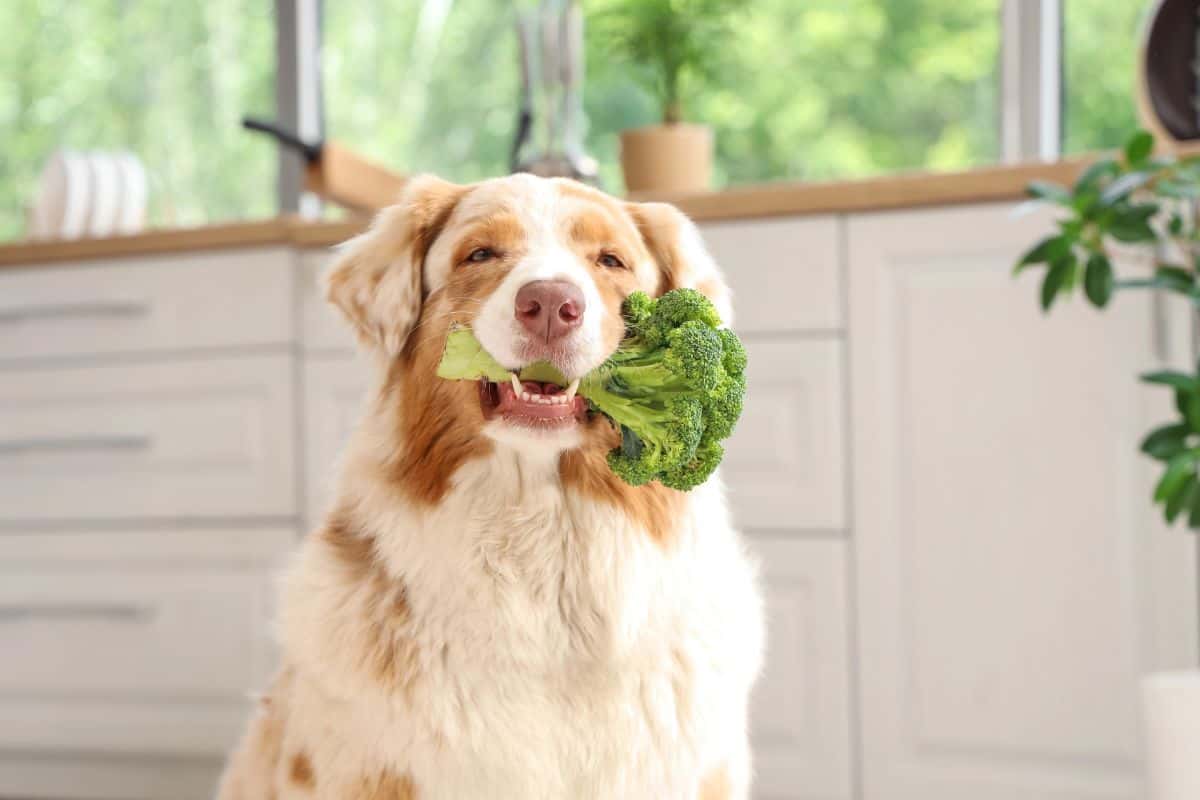 Dog holding a fresh broccoli floret in its mouth indoors.