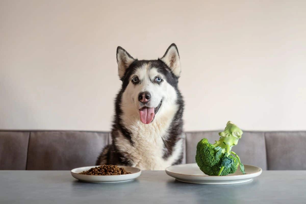 Husky sitting beside plates of dog food and broccoli.