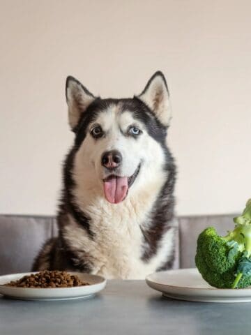 Husky sitting near plates filled with kibble and fresh broccoli.