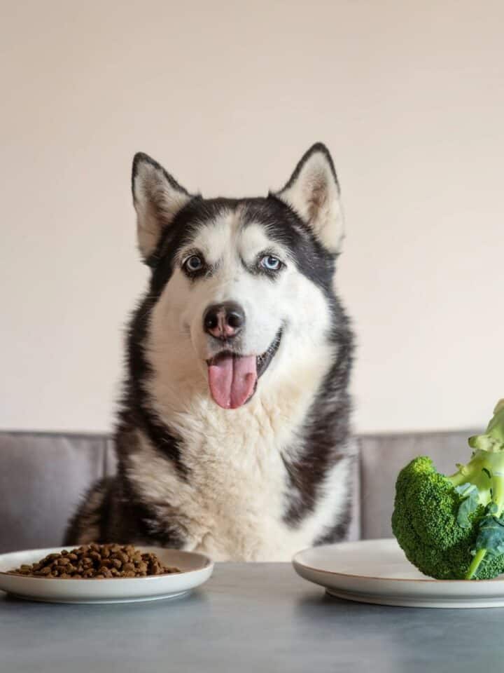 Husky sitting near plates filled with kibble and fresh broccoli.