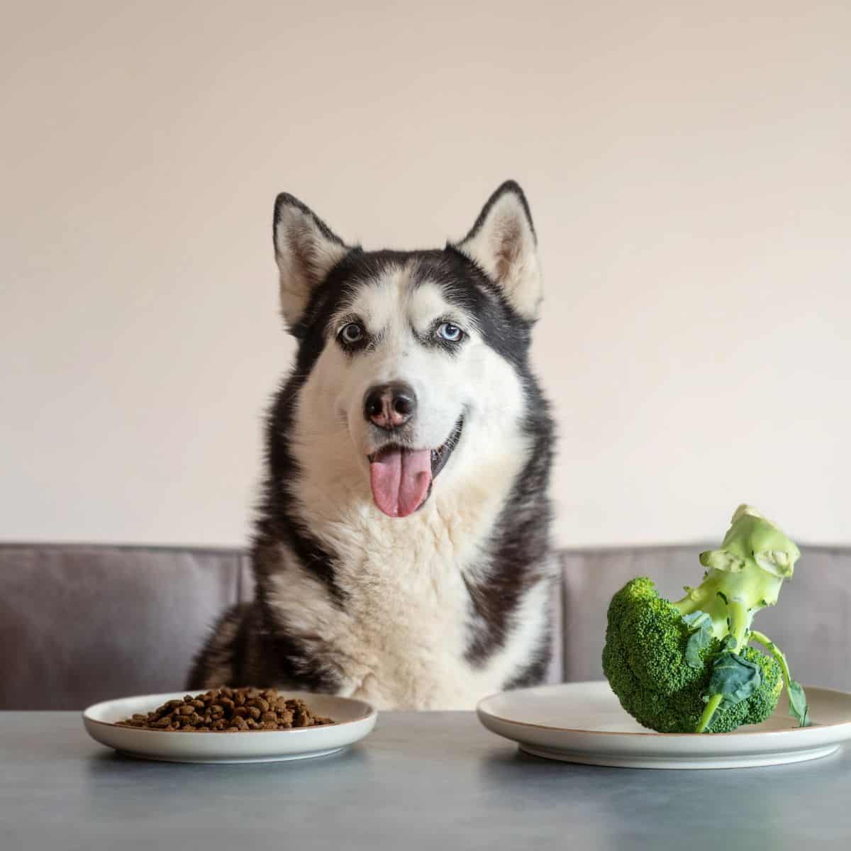 Husky sitting near plates filled with kibble and fresh broccoli.