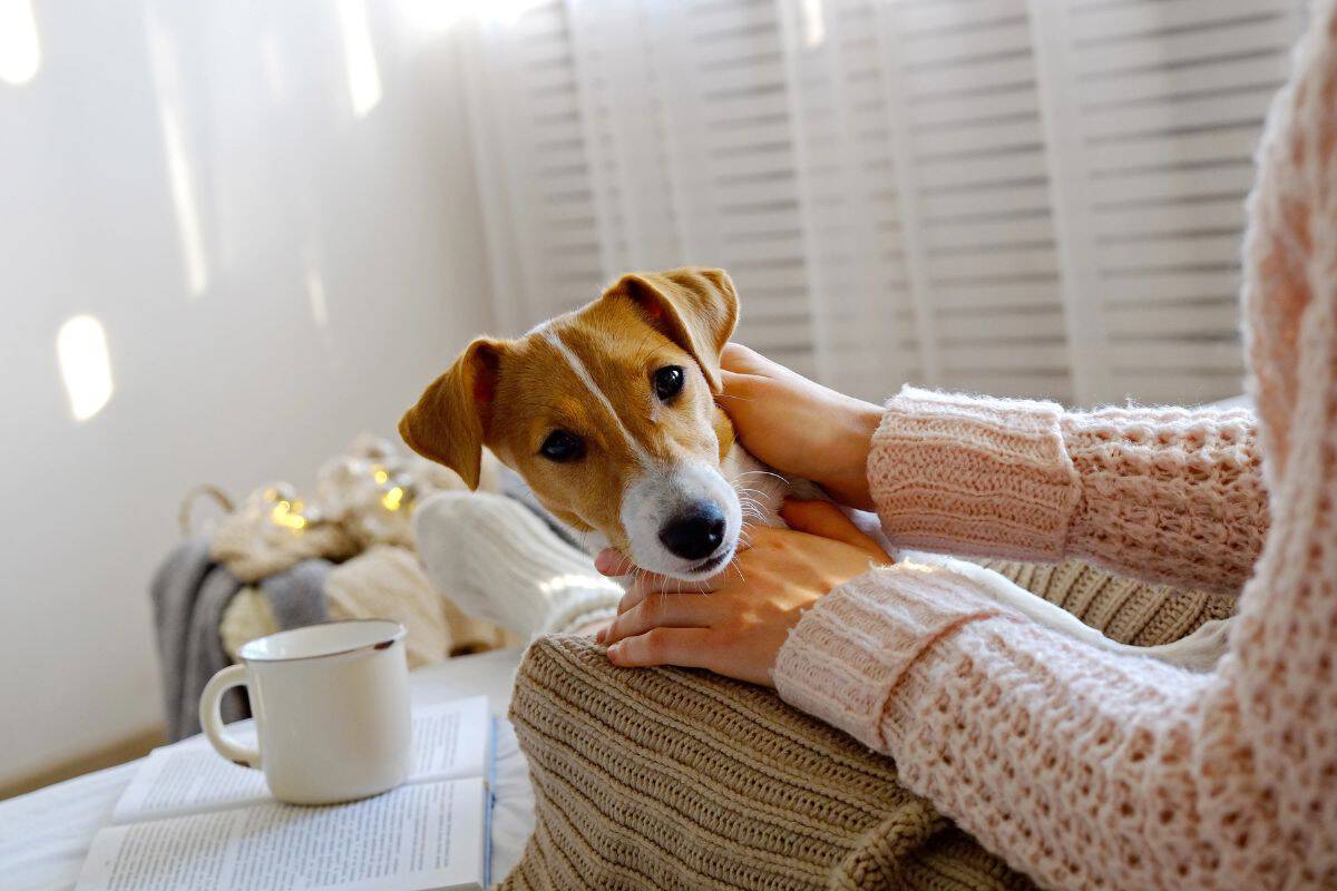Person cuddling a small dog on a couch indoors.