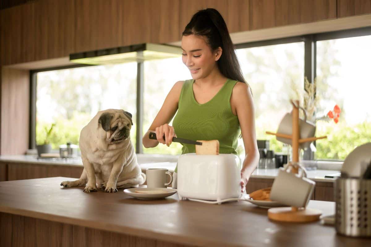 Woman making toast in the kitchen beside a pug dog.