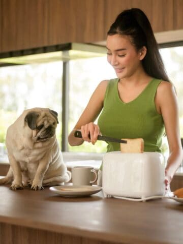 Woman preparing toast in the kitchen next to a pug dog.