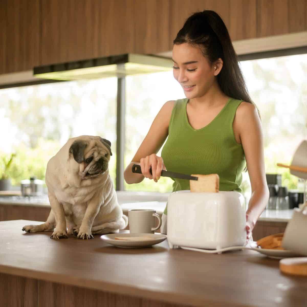 Woman preparing toast in the kitchen next to a pug dog.