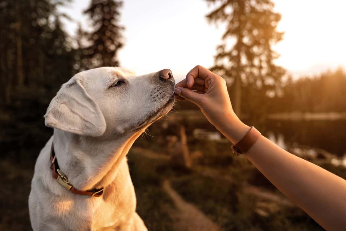Person feeding a dog a treat outdoors at sunset.