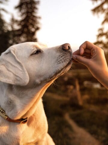 Dog receiving a treat from a person outside during sunset.