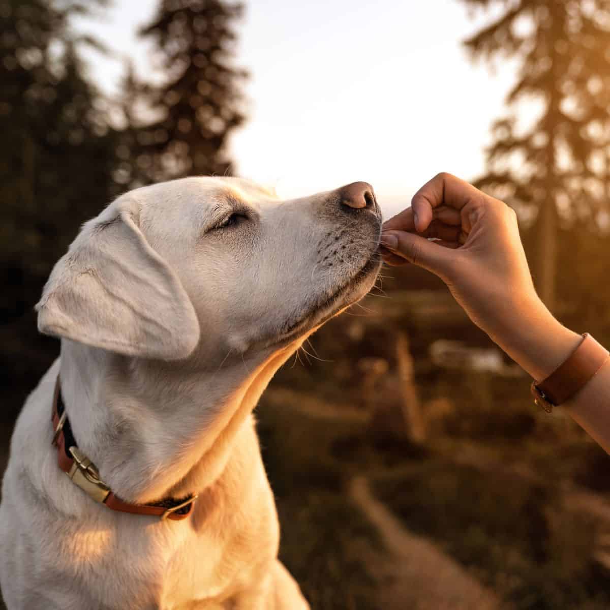 Dog receiving a treat from a person outside during sunset.