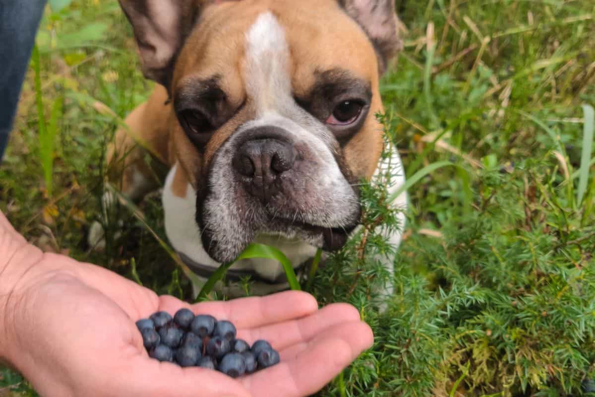 French Bulldog sniffing blueberries held in a person’s hand outdoors.