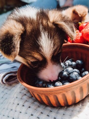 Young puppy smelling fresh blueberries in a bowl outside.
