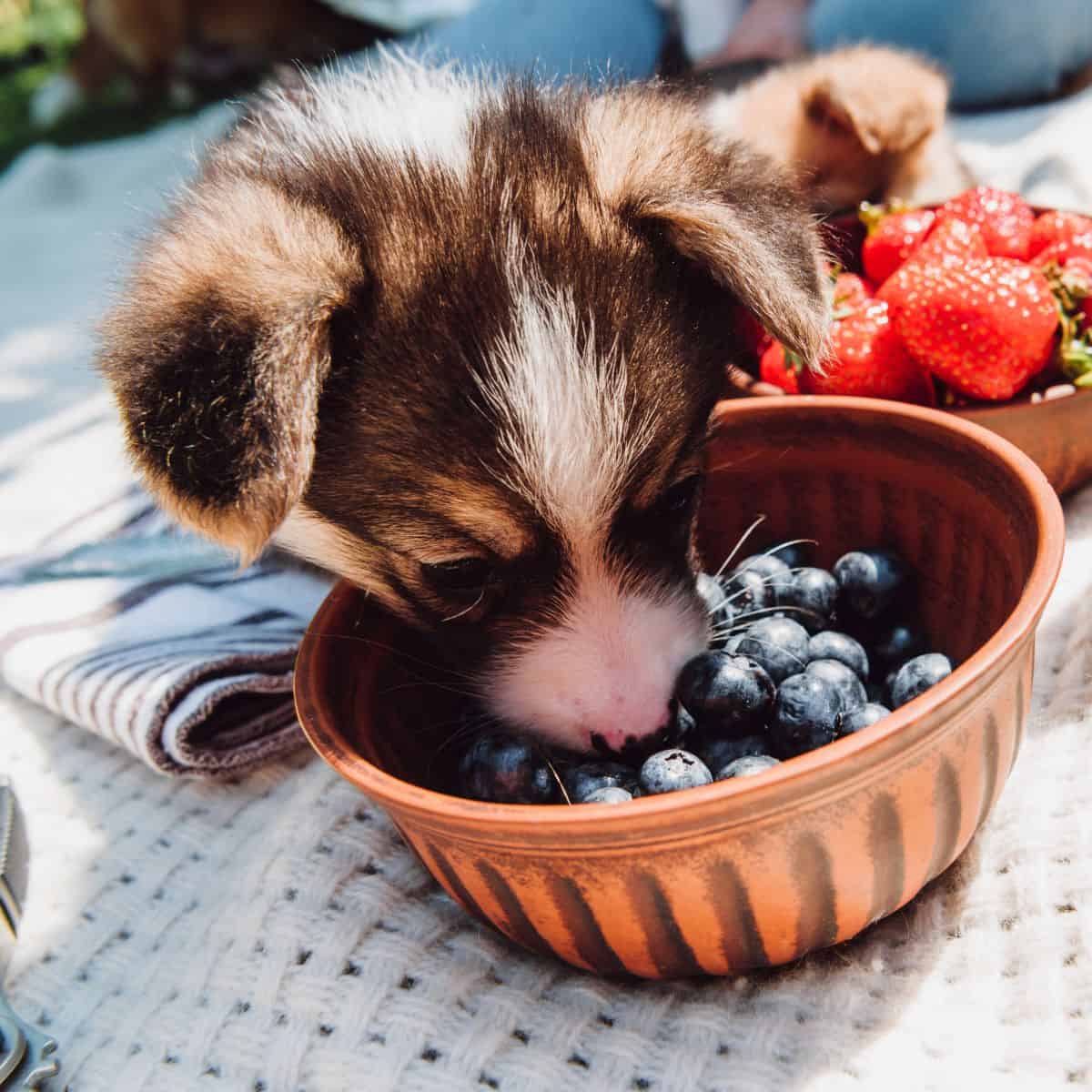 Young puppy smelling fresh blueberries in a bowl outside.