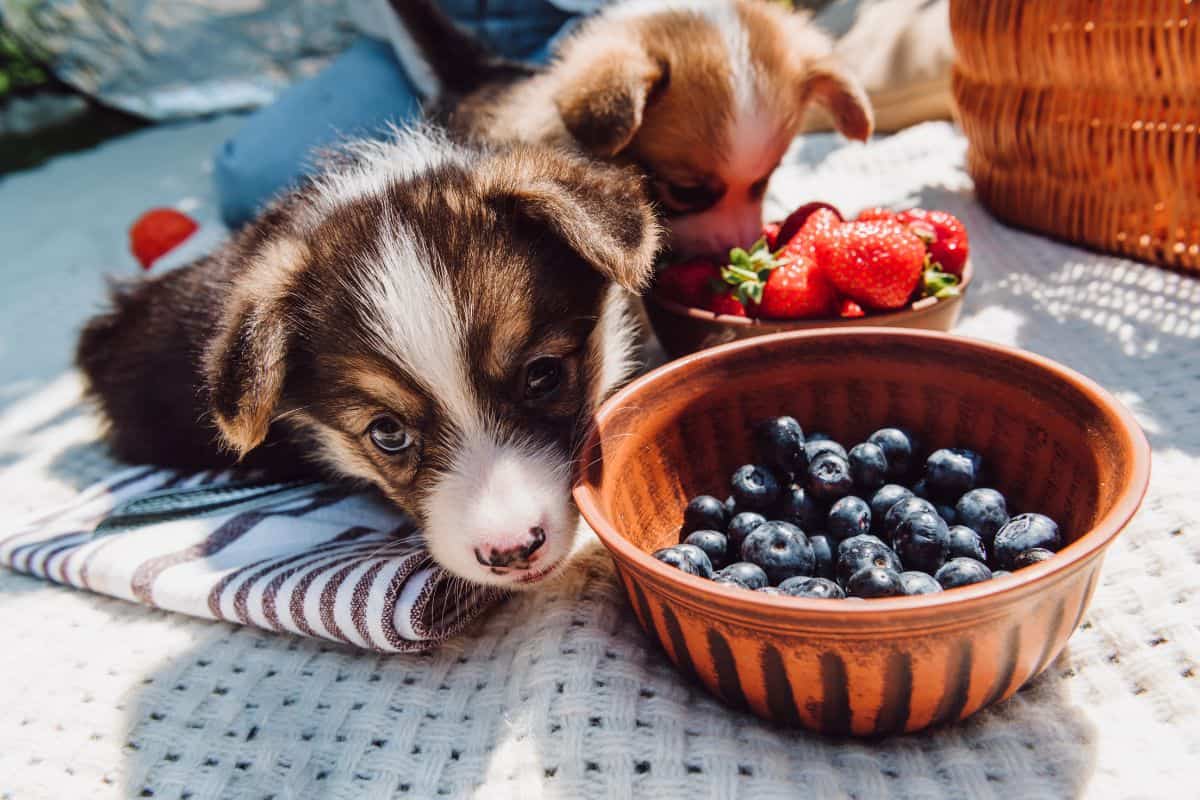 Puppies resting beside bowls of blueberries and strawberries.