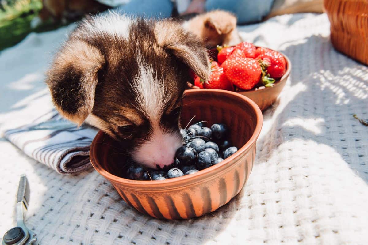 Puppy sniffing a bowl of fresh blueberries outdoors.