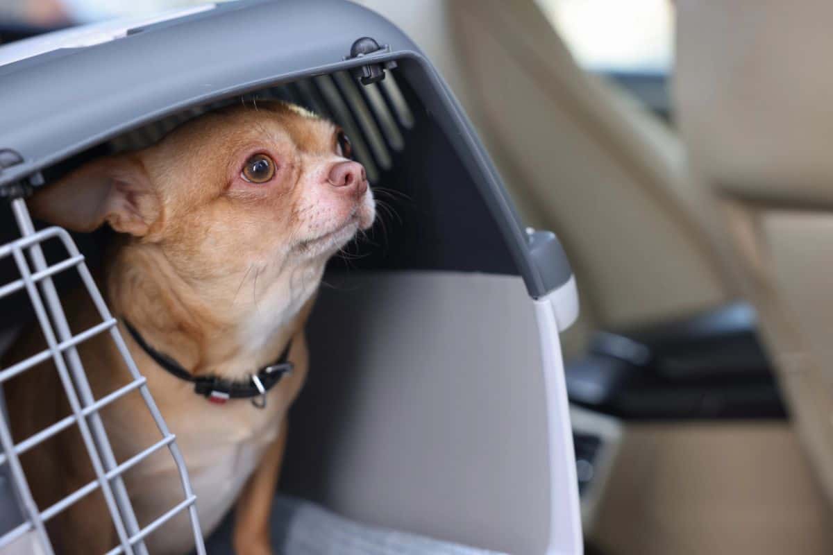 Chihuahua sitting inside a travel crate in a car.