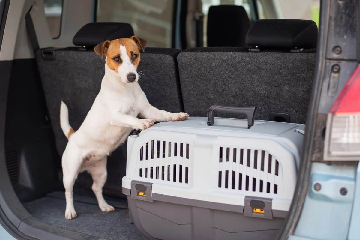 Small dog standing beside a pet crate in a car trunk.
