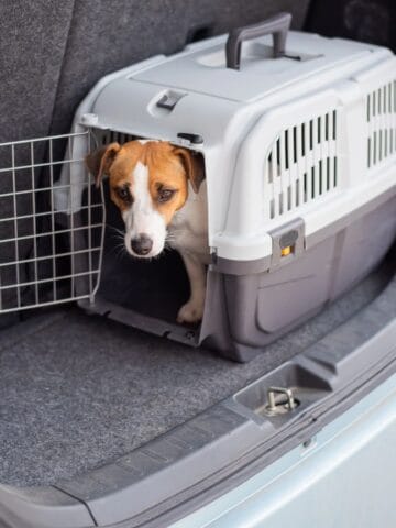 Small dog resting in a pet carrier inside a car trunk.