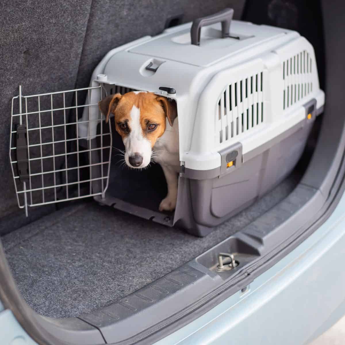 Small dog resting in a pet carrier inside a car trunk.