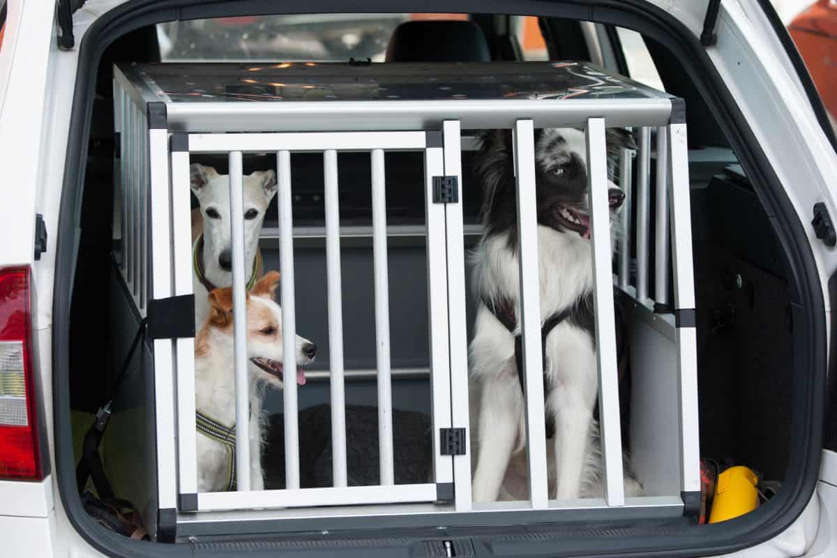 Three dogs sitting inside a large car dog crate.