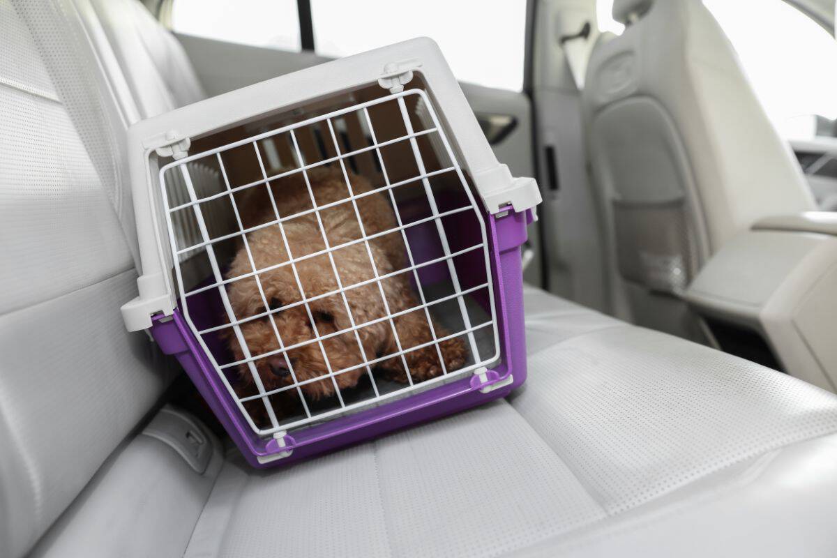 Small dog resting inside a pet crate on a car seat.