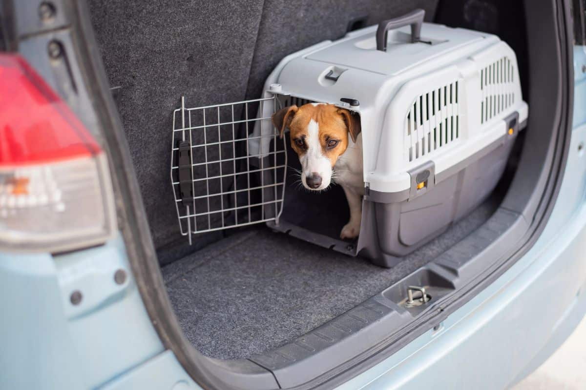 Small dog sitting inside a travel crate in a car trunk.