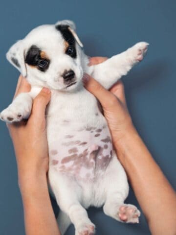 Person gently holding a puppy with its stomach exposed.