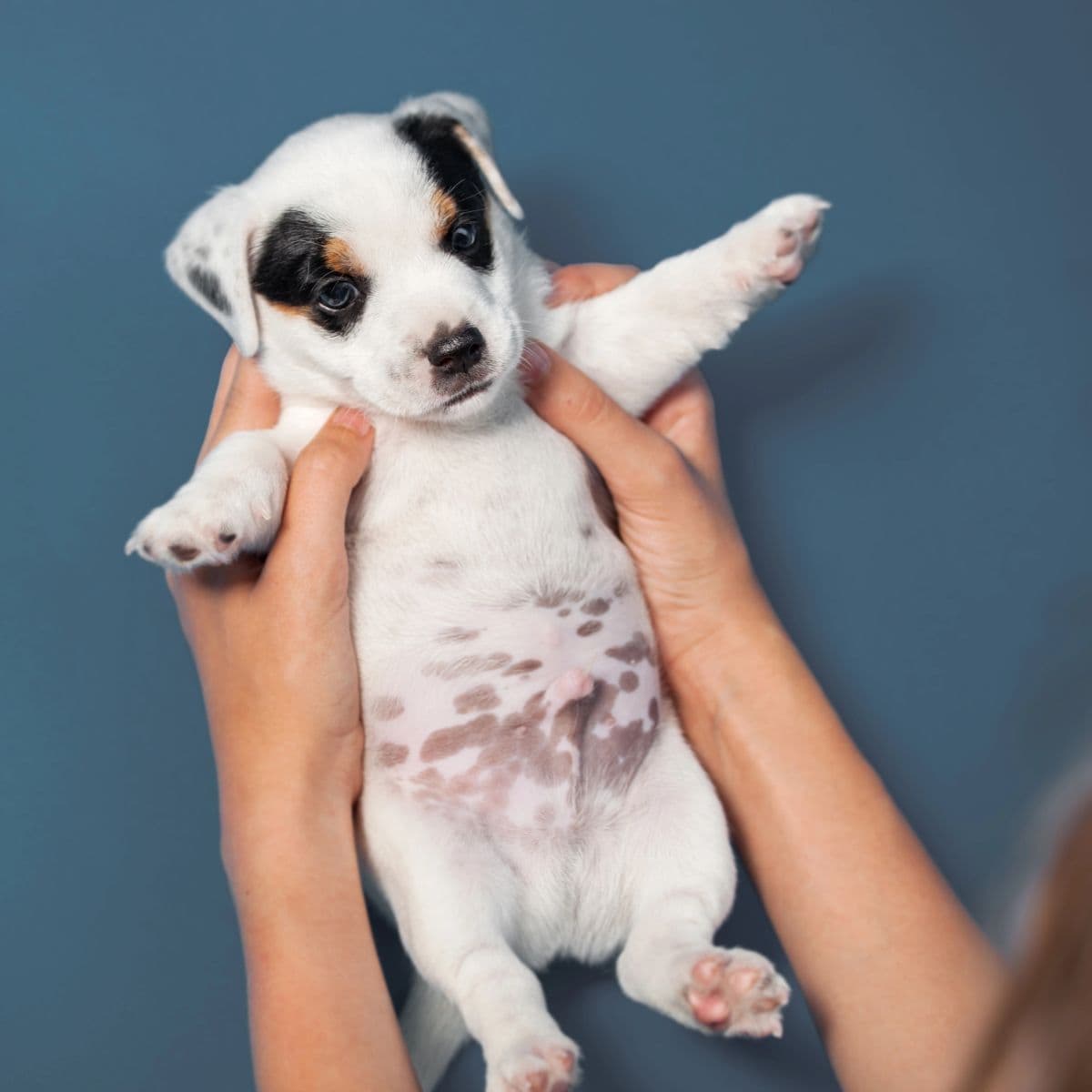 Person gently holding a puppy with its stomach exposed.