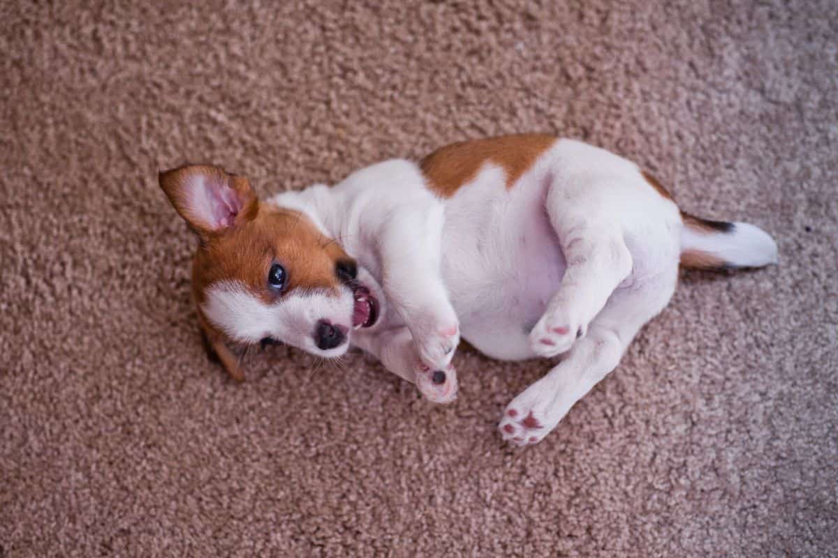 Puppy lying on its back with its belly exposed on carpet.
