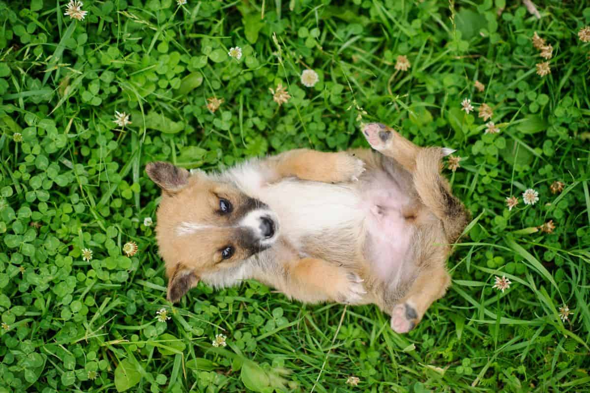 Puppy lying on grass with its belly facing upward.