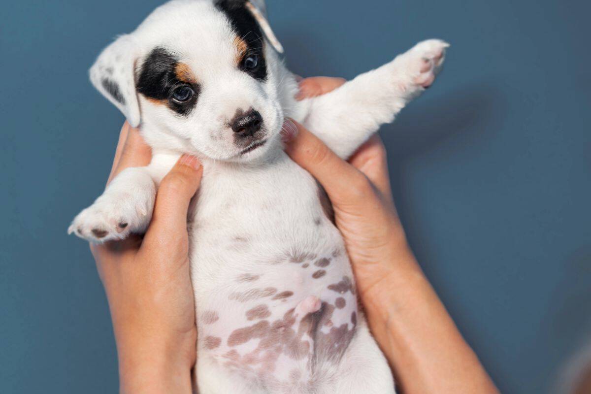 Person holding a puppy with its belly visible.
